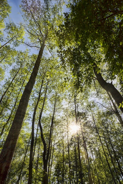 Árboles de crecimiento solitario con follaje verde en el período de verano del año, llega una mañana soleada y se vuelve cálida