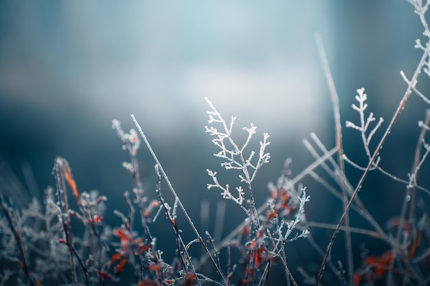 Árboles cubiertos de escarcha en el bosque de invierno Imagen macro