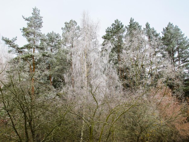 Árboles cubiertos de escarcha en un jardín de invierno y bosque