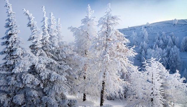 Árboles cubiertos de escarcha y nieve en las montañas