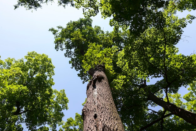 Árboles cubiertos de follaje verde en verano