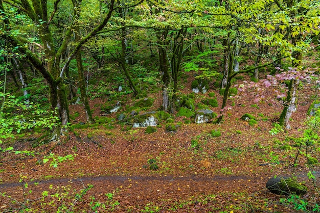 Árboles cubiertos de musgo en un bosque místico verde