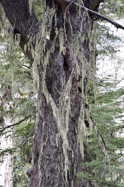 Árboles cubiertos de musgo en el bosque en el Parque Nacional Arrayanes San Carlos de Bariloche Argentina