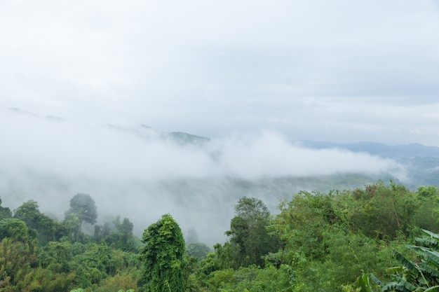 Árboles cubiertos de niebla