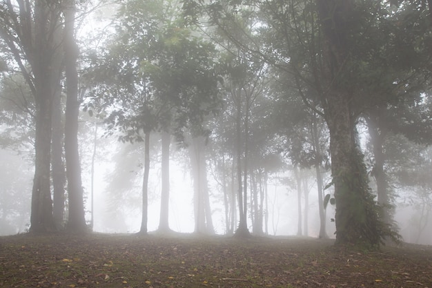 Árboles cubiertos de niebla