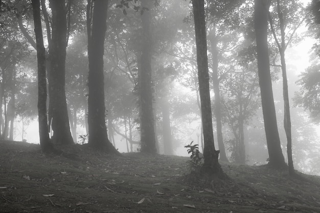 Árboles cubiertos de niebla