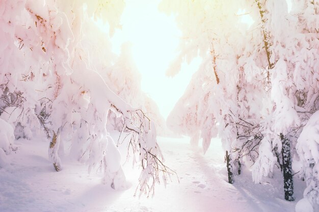 Árboles cubiertos de nieve en el bosque al atardecer. Hermoso paisaje de invierno.