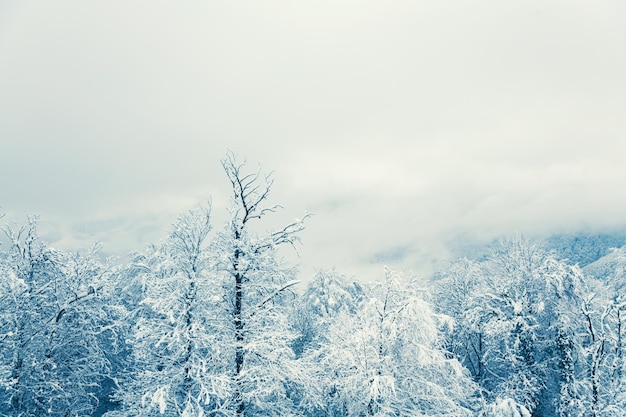 Árboles cubiertos de nieve en el bosque de invierno en día brumoso. Hermoso fondo de naturaleza de invierno