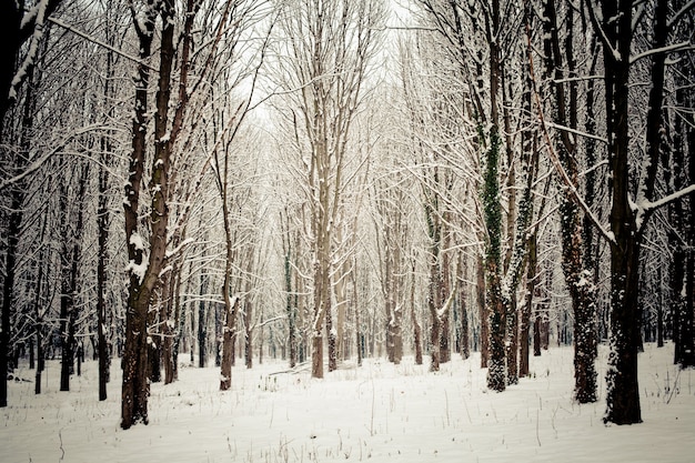 Árboles cubiertos de nieve en el bosque en invierno