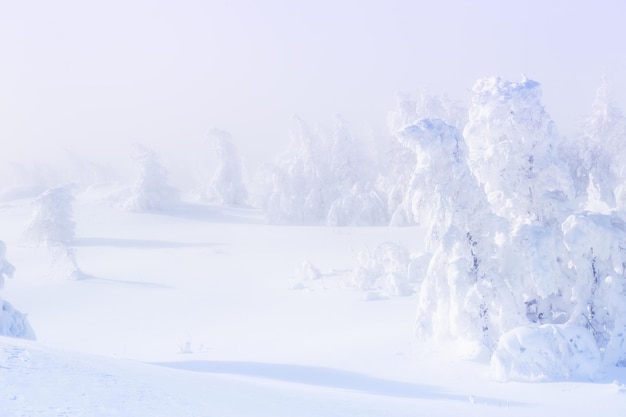 Árboles cubiertos de nieve en el bosque durante las nevadas. Hermoso paisaje de invierno.