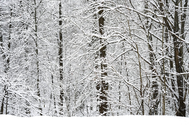 Árboles cubiertos de nieve en el bosque nevado de invierno