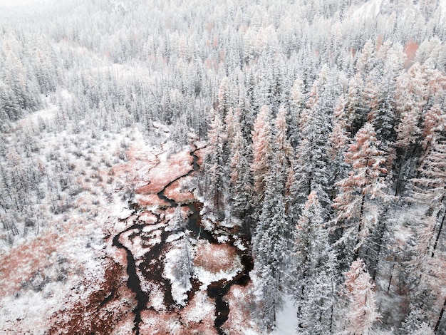 Árboles cubiertos de nieve en el bosque de otoño durante las nevadas