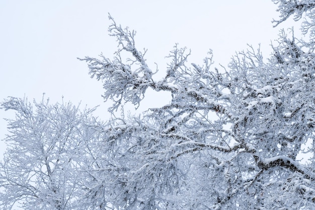 Árboles cubiertos de nieve en el bosque de Sabaduri, paisaje invernal. Georgia