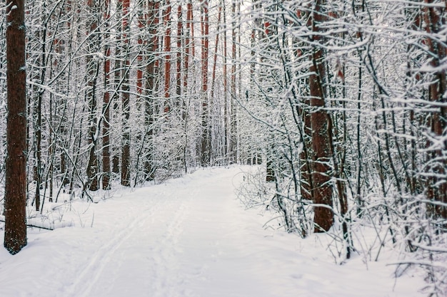 Árboles cubiertos de nieve con camino en el bosque de invierno