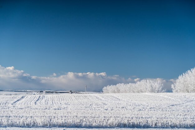 Árboles cubiertos de nieve en el campo al aire libre durante el invierno