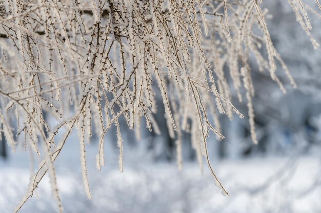 Árboles cubiertos de nieve en un clima helado en un primer plano de día soleado