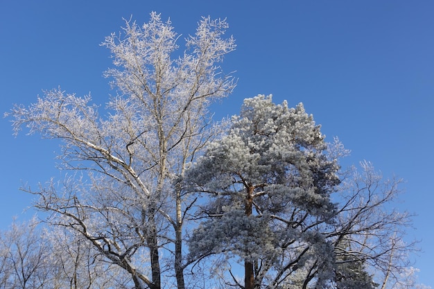 Árboles cubiertos de nieve contra un cielo azul