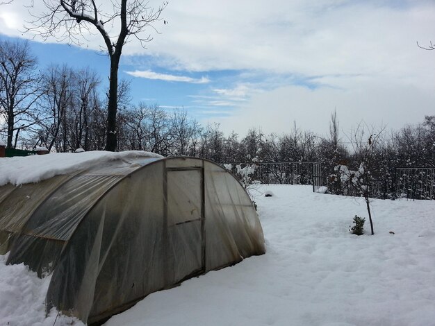 Árboles cubiertos de nieve contra el cielo