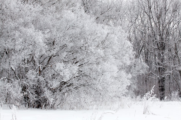 Árboles cubiertos de nieve contra el cielo