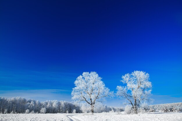 Árboles cubiertos de nieve contra el cielo