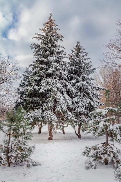 Árboles cubiertos de nieve el día de invierno