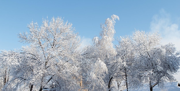 Árboles cubiertos de nieve en un día soleado de invierno. Hermoso paisaje de invierno