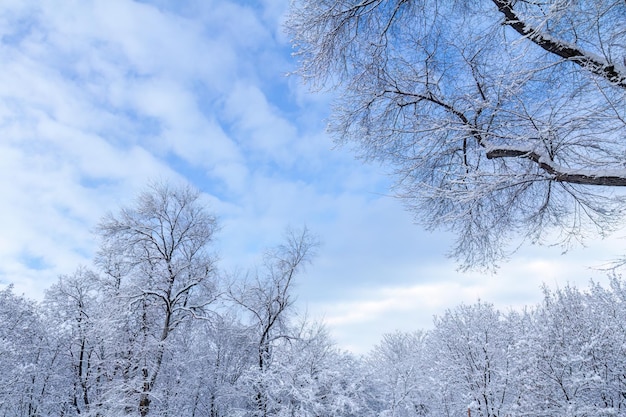 Árboles cubiertos de nieve en un día soleado