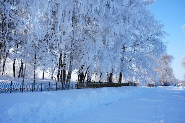 Árboles cubiertos de nieve y escarcha en las ramas una atmósfera invernal