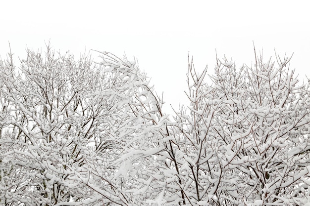 Árboles cubiertos de nieve estacionales de invierno aislados