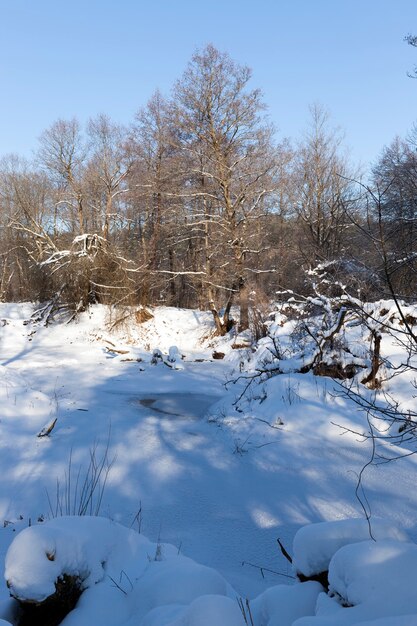 Árboles cubiertos de nieve y hielo