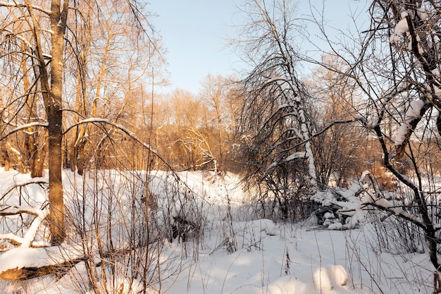 Árboles cubiertos de nieve y hielo