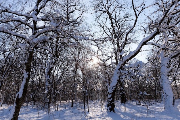 Árboles cubiertos de nieve en invierno