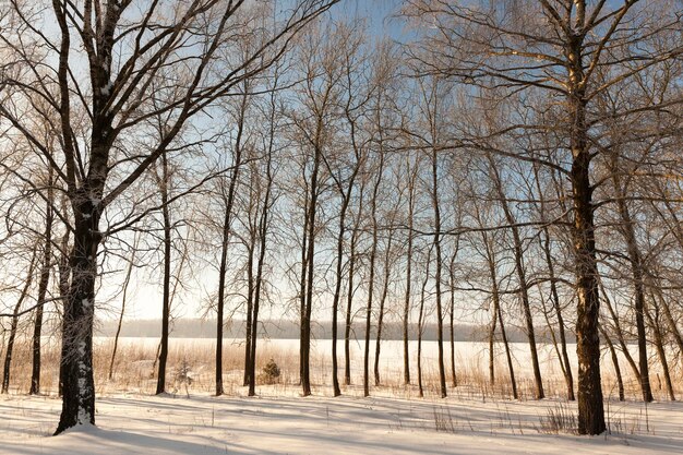 Árboles cubiertos de nieve en invierno