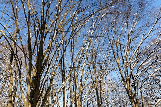 Árboles cubiertos de nieve en invierno