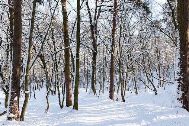 Árboles cubiertos de nieve en invierno