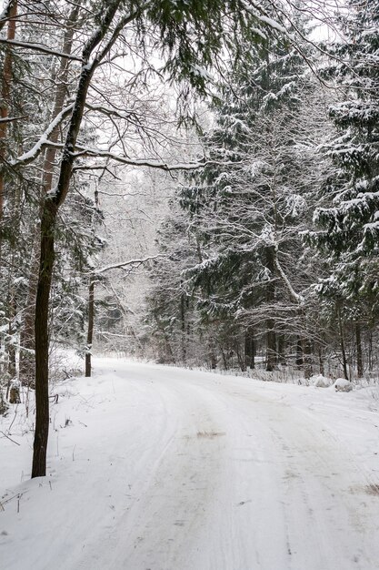 Árboles cubiertos de nieve a lo largo de la carretera en el bosque de invierno