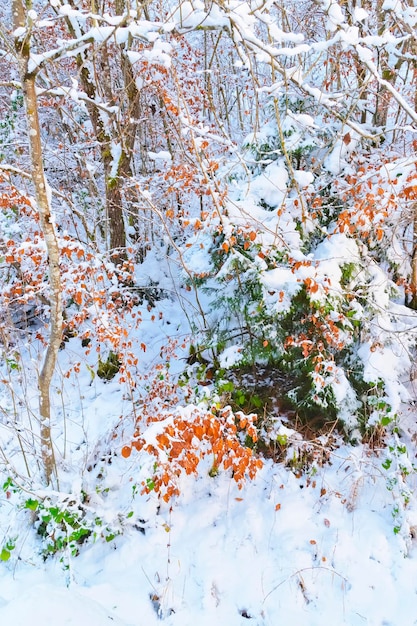 Árboles cubiertos de nieve en la mina de sal de Bex en Suiza en invierno. El Complejo Minero de Sal está catalogado como patrimonio suizo de importancia nacional.