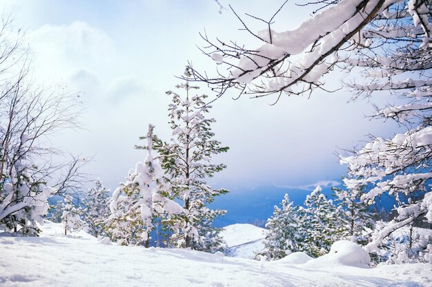 Árboles cubiertos de nieve en las montañas al atardecer. Hermoso paisaje de invierno. Bosque de invierno. Efecto tonificante creativo