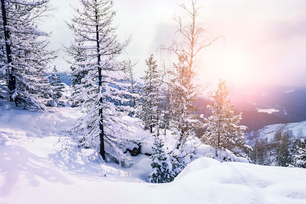 Árboles cubiertos de nieve en las montañas al atardecer. Hermoso paisaje de invierno. Bosque de invierno. Efecto tonificante creativo