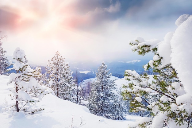 Árboles cubiertos de nieve en las montañas al atardecer. Hermoso paisaje de invierno. Bosque de invierno.