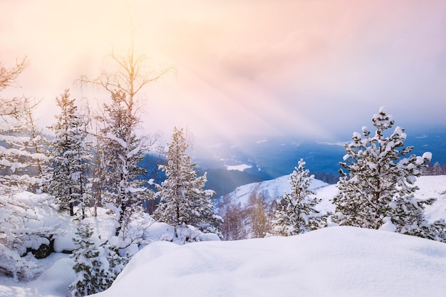 Árboles cubiertos de nieve en las montañas al atardecer. Hermoso paisaje de invierno.