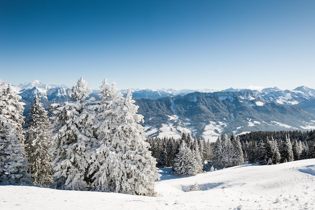 Árboles cubiertos de nieve en las montañas, la cordillera del Mont Blanc en el fondo. Hermoso paisaje de invierno