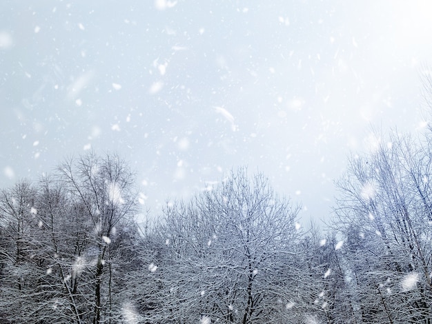 Árboles cubiertos de nieve en la nieve en el bosque