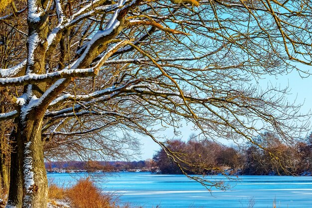 Árboles cubiertos de nieve por el río en paisaje invernal