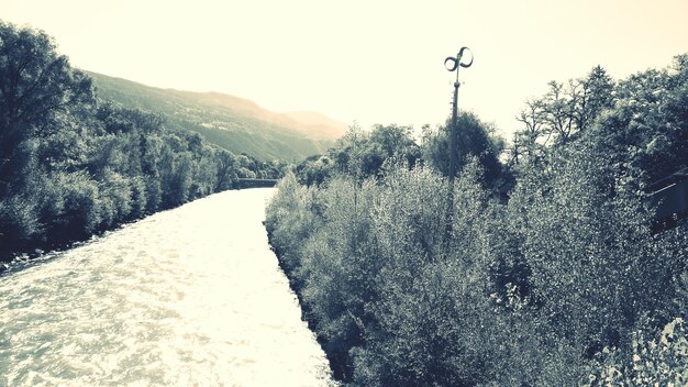 Árboles cubiertos de nieve