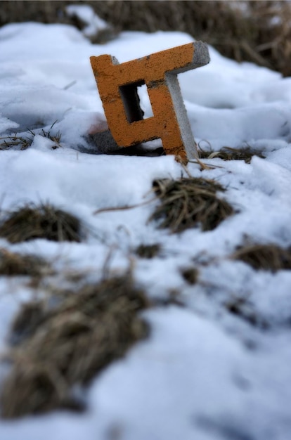 Árboles cubiertos de nieve