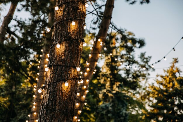 Árboles decorados con bombillas en un parque por la noche