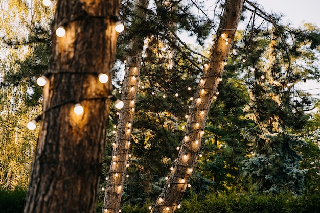 Árboles decorados con bombillas en un parque por la noche