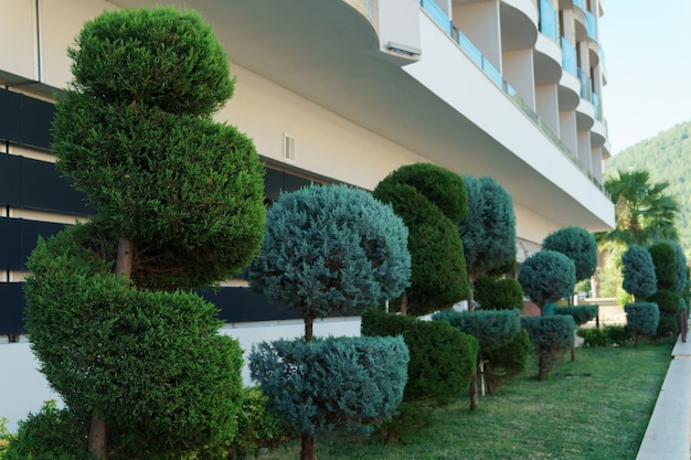 Árboles decorativos frente al nuevo edificio.