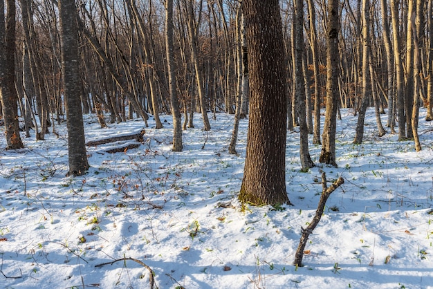 Árboles desnudos en el bosque de invierno